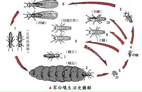 白蚁防治与灭治