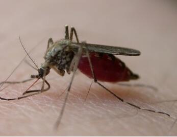 蚊子防治与灭治