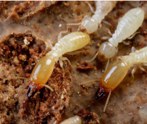 东莞杀虫灭鼠公司在日常生活中,防治白蚁有哪些办法？